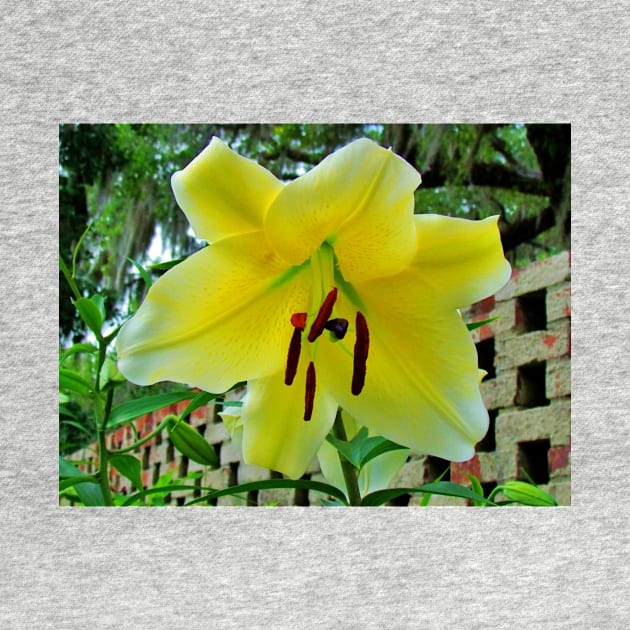 Lily By The Wall by Cynthia48